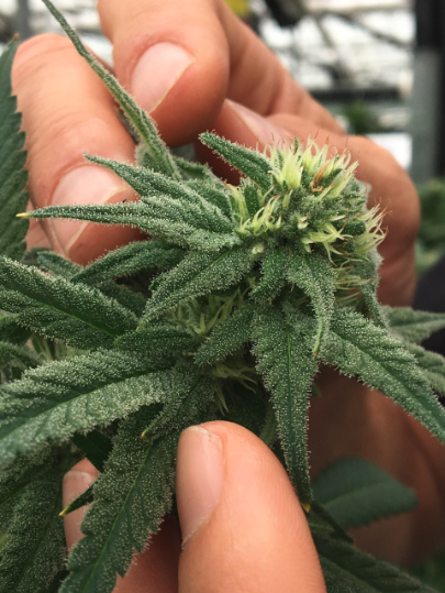 County Sheriff’s Cannabis Enforcement Team Is Disbanded: Shrinking revenues, fewer raids lead supervisors to shift funds elsewhere